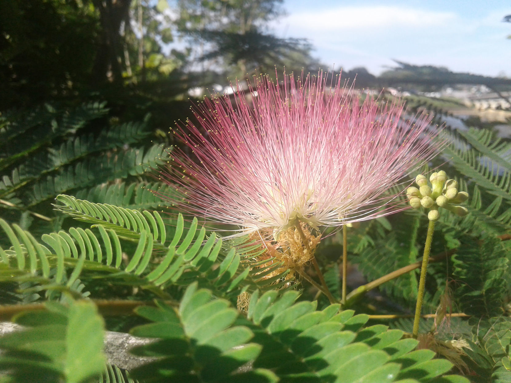 Mimosa morning